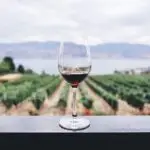 Descubra a Rota dos Vinhos da Argentina